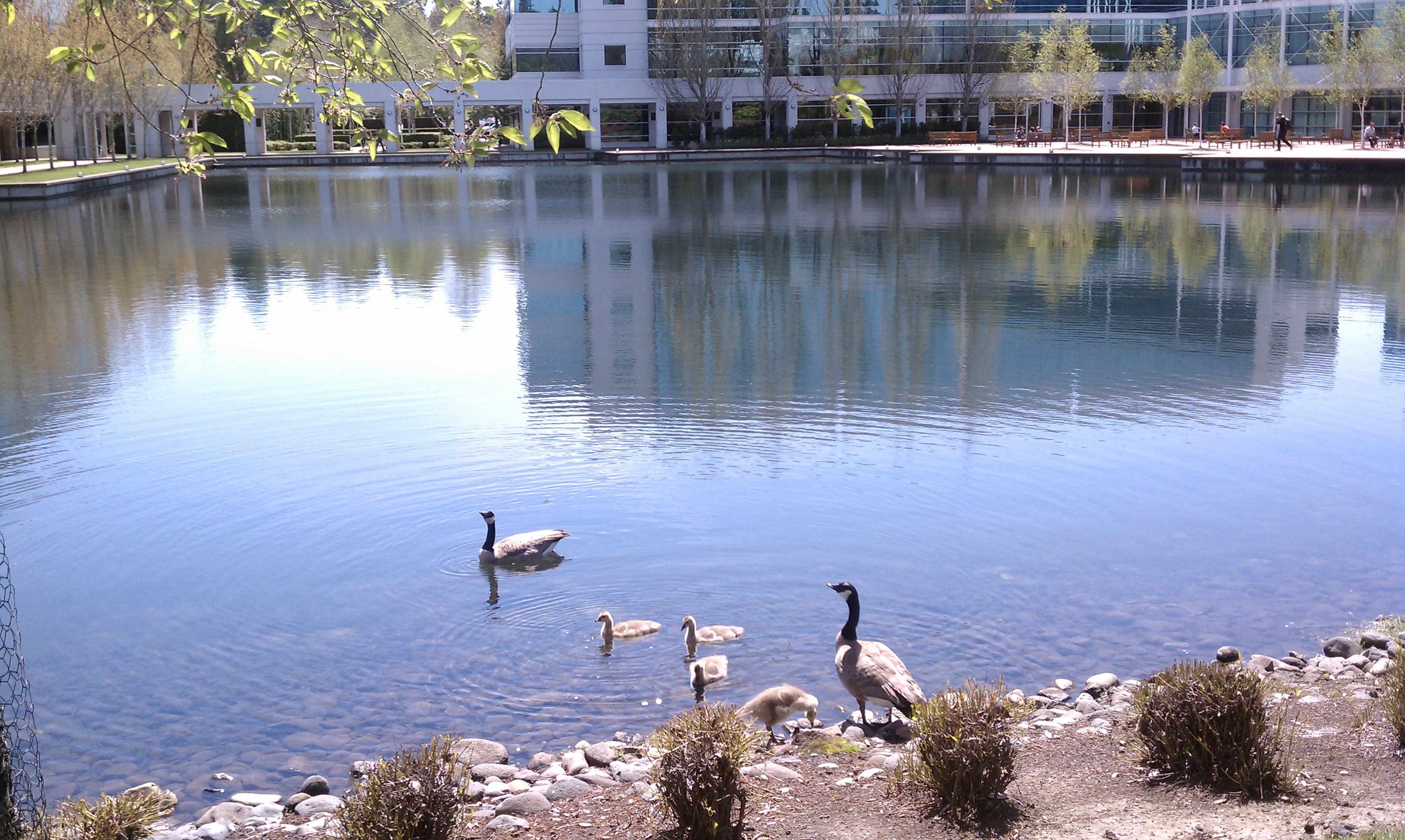 Wildlife - A Duck With Her Ducklings