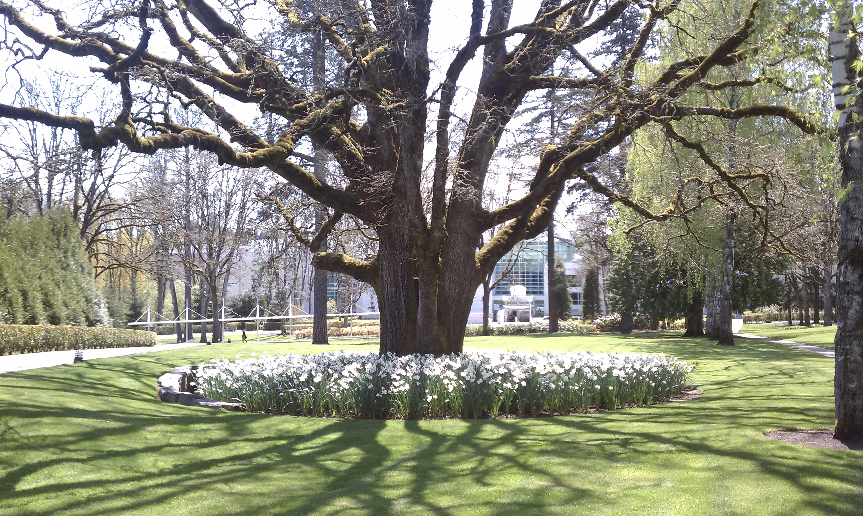 Gorgeous Old Growth and Blooming Baffodils by the Tiger Woods Building